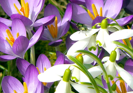 purple crocus and white snowdrop flowers in bloom thumbnail