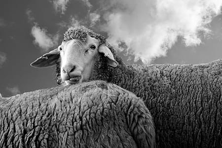 black-and-white, animal, agriculture, farm thumbnail