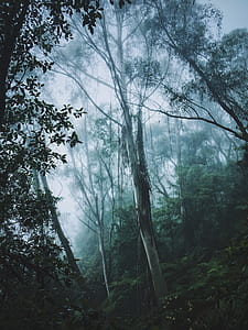 gray tree surrounded by trees at daytime thumbnail