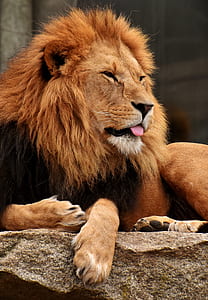brown lion lying on rock formation thumbnail