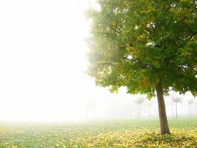 green tree on open field across woods at foggy time thumbnail