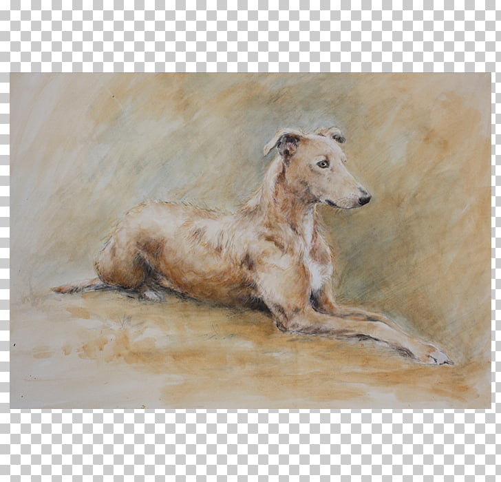 219 Italian Greyhound Png Cliparts For Free Download Uihere