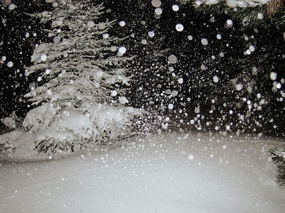 tree with snow during winter season thumbnail