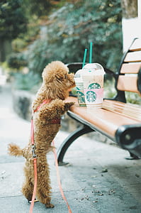 brown poodle puppy foot reaching Starbucks cup on bench thumbnail
