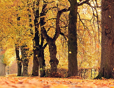 piled yellow leaf trees thumbnail