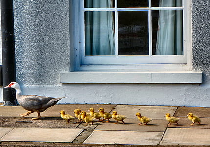 mallard duck with yellow chicks walking thumbnail