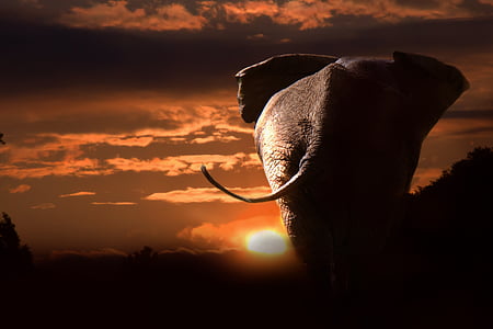 gray elephant during sunset thumbnail