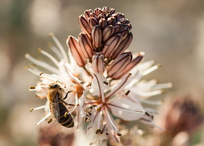 selective focus photography of honeybee on flower thumbnail