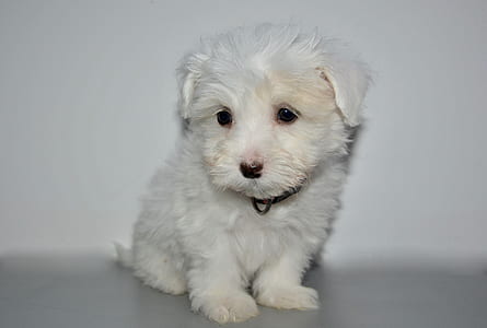 long-coated white puppy thumbnail