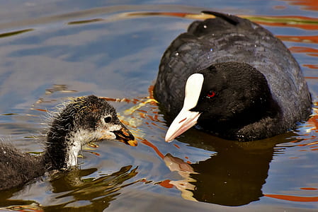 two black ducks on water thumbnail