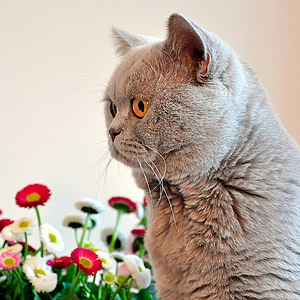 gray cat near pink and white flowers thumbnail