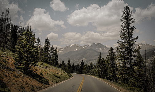 curve road surrounded with trees thumbnail