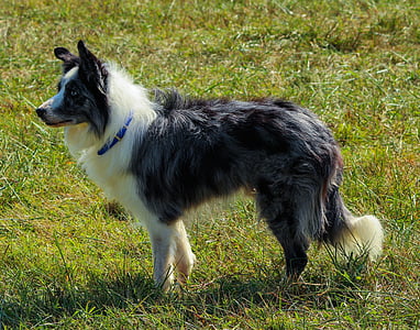 long-coated white and black dog thumbnail