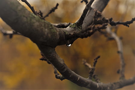 Close-Up Photography of Tree Branches thumbnail