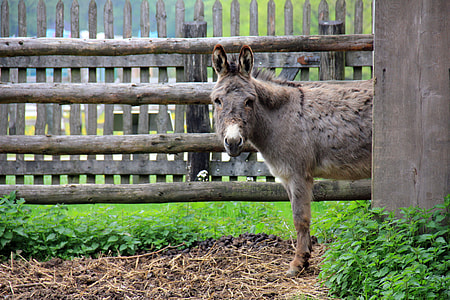 gray short coated donkey beside wooden plank thumbnail
