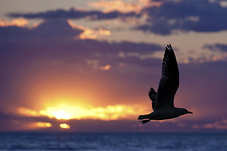 silhouette of bird during sunset thumbnail
