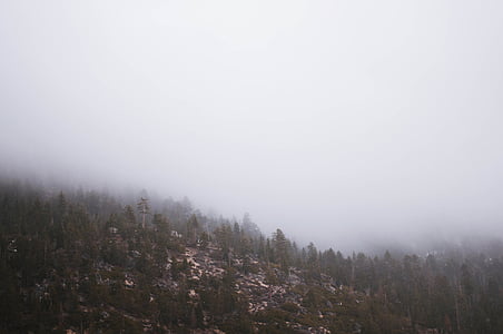 green trees covered with fog thumbnail