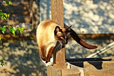 photo of cat near brown fence thumbnail