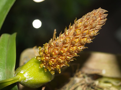 orange petaled flower in close-up photography thumbnail