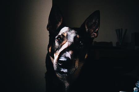 short-coated black and brown dog inside room thumbnail