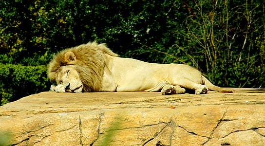 lion laying on brown flooring thumbnail