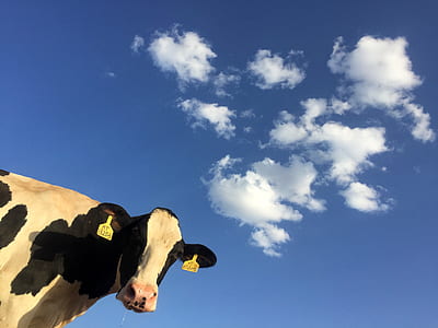 black and white spotted cow under blue cloudy skies thumbnail