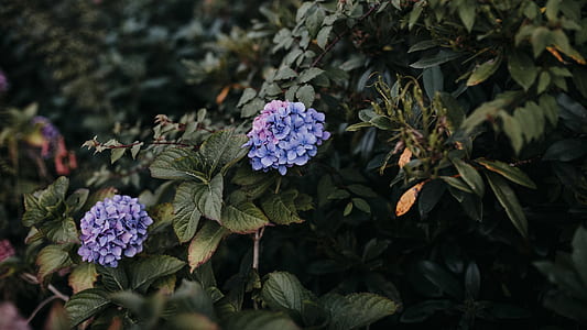 purple petaled flower bloom thumbnail