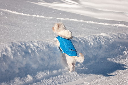 long-coated white dog with blue harness about to climb on snow at daytime thumbnail