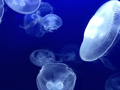 Shoal of White Jellyfish thumbnail