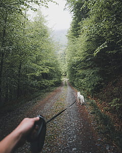 person with white dog on pathway between trees thumbnail