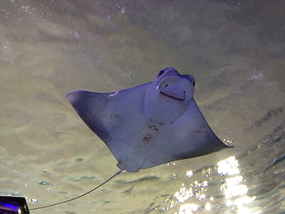 underwater photography of sting ray thumbnail