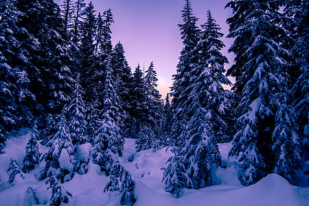snow-covered tree lot thumbnail