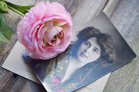 pink rose thumbnail