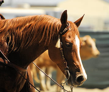 animal, brown, head, portrait thumbnail