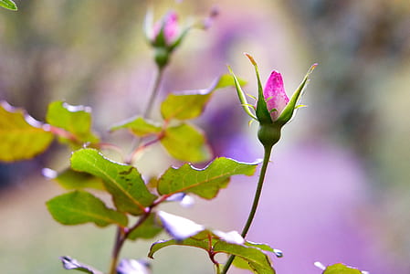 shallow focus photography of pink flower thumbnail