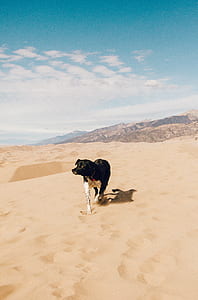 dog walking on dessert during daytime thumbnail