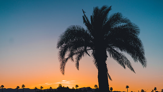 tree in sunset thumbnail