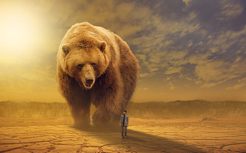giant brown Bear walking near man in gray dress shirt during daytime thumbnail