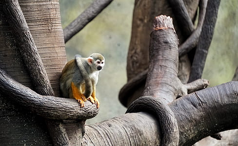 monkey sitting on tree thumbnail