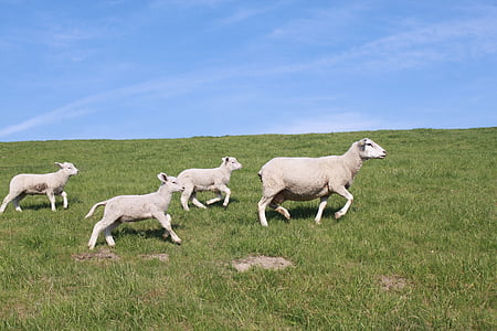 four white sheeps thumbnail