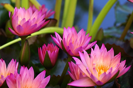five pink flowers thumbnail