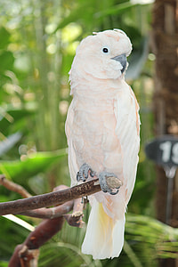 white bird thumbnail