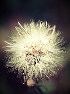 macro photography of white petaled flower thumbnail