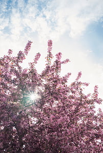 low-angle photography of pink flowers during daytime thumbnail