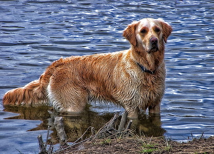 dog in body of water thumbnail