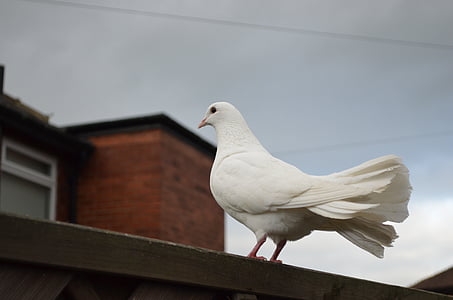 white dove perched on brown wooden surface thumbnail