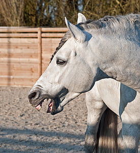 gray horse neighing thumbnail