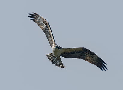 osprey flying at sky thumbnail