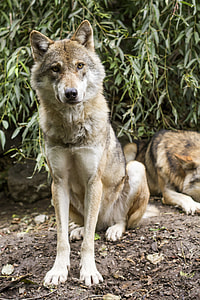 focus photography of Czechoslovakian wolfdog sitting on ground during daytime thumbnail