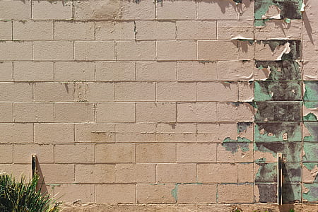 brown concrete wall near plant during daytime thumbnail